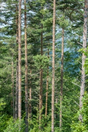 Schutzgebiete - Wildreservate GEMEINDE DRAMA-Bereich Natura 2000: Falakro  Spitzen